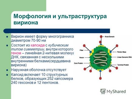 Презентація на тему аденовіруси виконала Данієлян яна 205 група