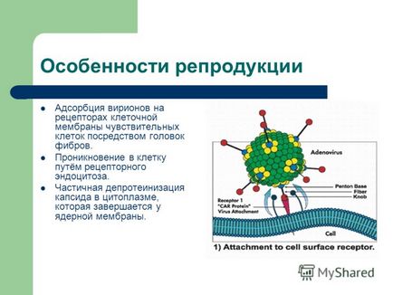 Prezentare pe adenovirusuri efectuate de grupul Danielyan Jan 205