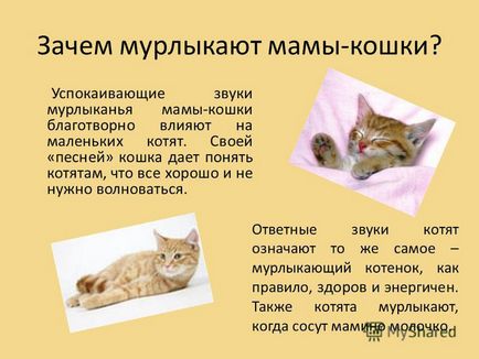 Презентація на тему все про муркотіння котів