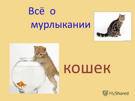 Представяне на всички мъркащи котки