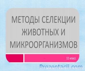 Презентація - селекція тварин - завантажити презентації з біології