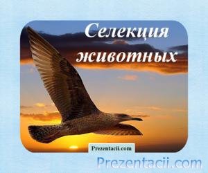 Презентація - селекція тварин - завантажити презентації з біології