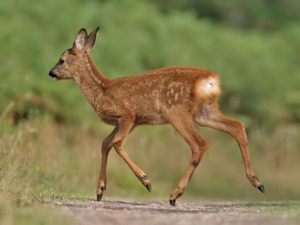 Parc Nature Shcherbakovsky descriere, natura, atracții, cum să obțineți