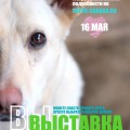 Adăpost pentru câini Khimki moscow, super-câine