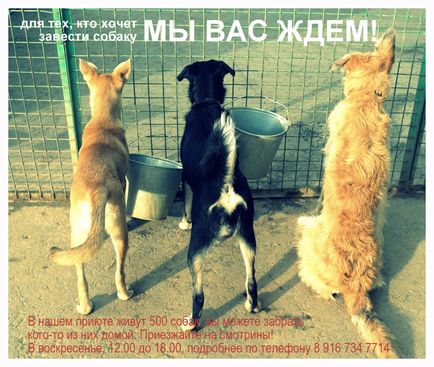 Adăpost pentru câini Khimki moscow, super-câine