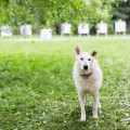 Kennel Khimki Moszkva, szuper-dog