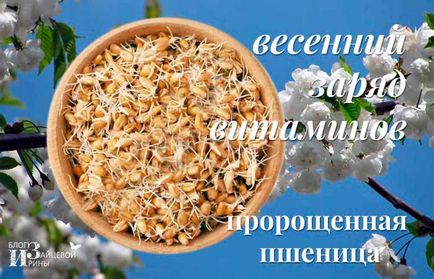 Пророщена пшениця з користю для нашого здоров'я, блог Ірини Зайцевої