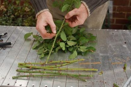 Просте і продуктивне розмноження троянд живцюванням