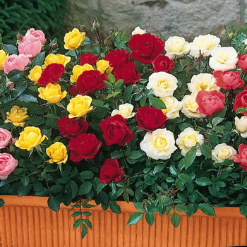 Reproducerea simplă și productivă a trandafirilor prin butași