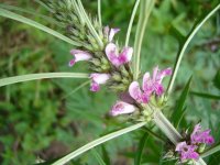 Motherwort siberian