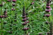 Motherwort siberian