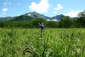 Flora din Kamchatka