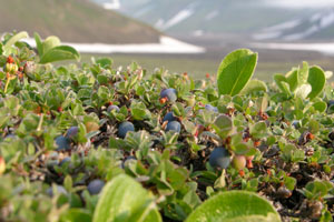 Flora din Kamchatka