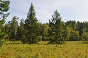 Flora din Kamchatka