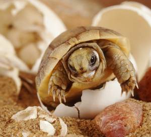 Reproducerea incubării ouălor de broaște țestoase