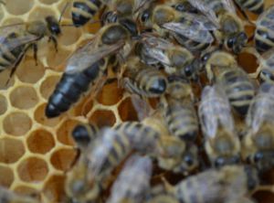 Розвиток бджолиної матки від яйця до маточнику і далі, практичне бджільництво