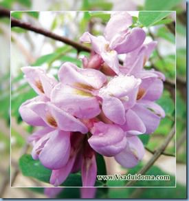 Plante rare pentru banda mijlocie a Rusiei - robinia, wisteria și salcam, un sit despre gradina, cabana și