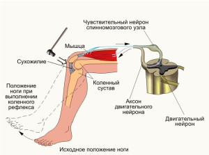 Рефлекторна дуга колінного рефлексу що це таке