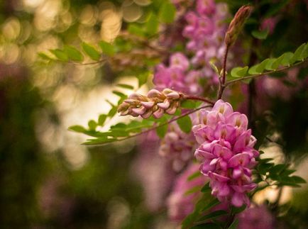 Robinia fotografie și specie, cultivarea și îngrijirea unui copac