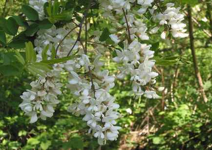 Robinia fotografie și specie, cultivarea și îngrijirea unui copac