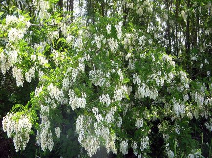 Robinia fotografie și specie, cultivarea și îngrijirea unui copac