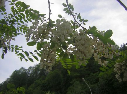 Robinia fotografie și specie, cultivarea și îngrijirea unui copac