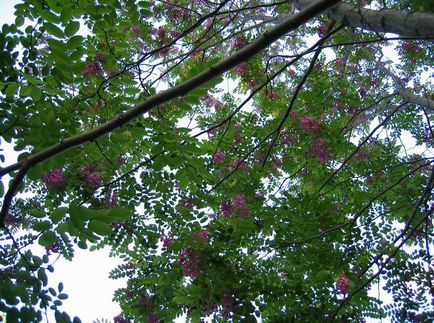 Robinia fotografie și specie, cultivarea și îngrijirea unui copac