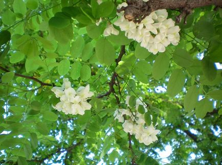 Robinia fotografie și specie, cultivarea și îngrijirea unui copac