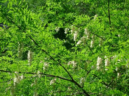 Робінія фото і види, вирощування і догляд за деревом