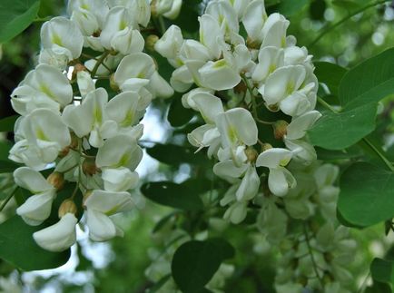 Robinia fotografie și specie, cultivarea și îngrijirea unui copac