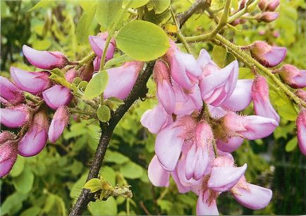 Robinia fotografie și specie, cultivarea și îngrijirea unui copac