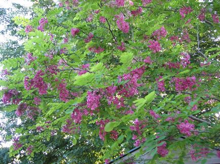 Robinia fotografie și specie, cultivarea și îngrijirea unui copac