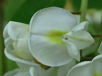 Robinia fotografie și specie, cultivarea și îngrijirea unui copac