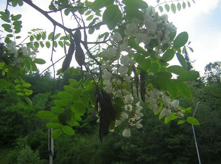 Robinia fotografie și specie, cultivarea și îngrijirea unui copac