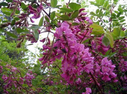 Robinia fotografie și specie, cultivarea și îngrijirea unui copac