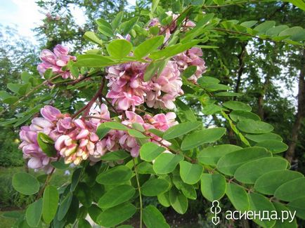 Робінія клейка (robinia viscosa vent