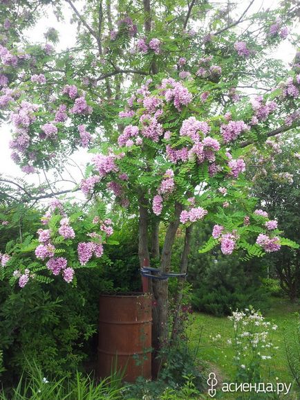 Робінія клейка (robinia viscosa vent