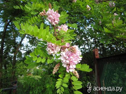 Robinia viscosa vent