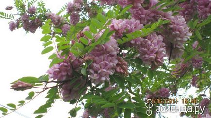 Robinia viscosa vent