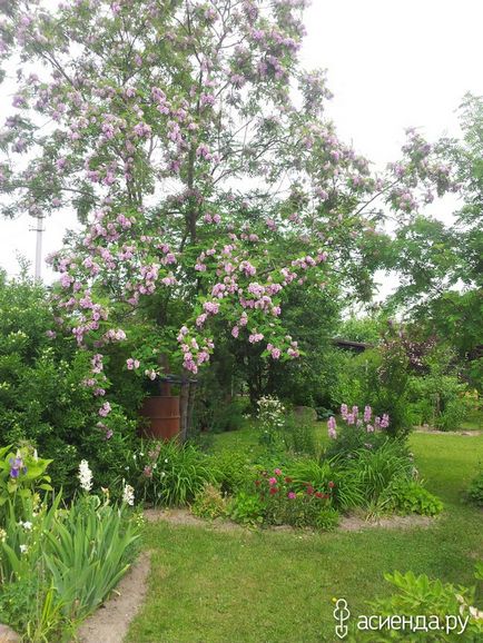 Robinia viscosa vent