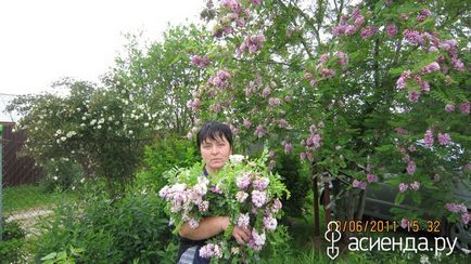 Робінія клейка (robinia viscosa vent