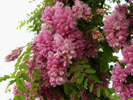 Robinia de plantare și de îngrijire, specii și soiuri, fotografie