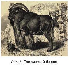 Рід помилкові барани, напівкозла - все про тваринництво