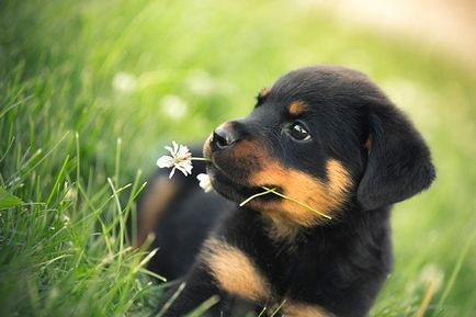 Rottweiler - caracteristici, descrierea rasei, câți câini trăiesc