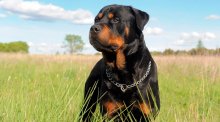 Rottweiler - caracteristici, descrierea rasei, câți câini trăiesc