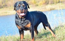 Rottweiler - caracteristici, descrierea rasei, câți câini trăiesc