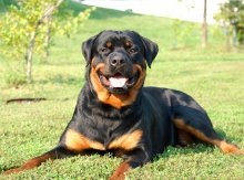 Rottweiler - caracteristici, descrierea rasei, câți câini trăiesc