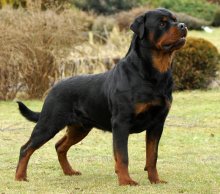 Rottweiler - caracteristici, descrierea rasei, câți câini trăiesc