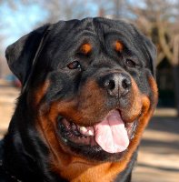 Rottweiler - caracteristici, descrierea rasei, câți câini trăiesc