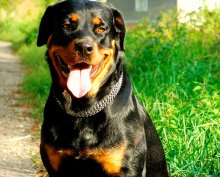 Ротвейлер - характеристика, опис породи, скільки живуть собаки